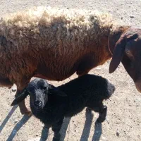 میش بره دارجوان