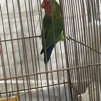 طوطی برزیلی|پرنده|محمدشهر, همایون ویلا|دیوار