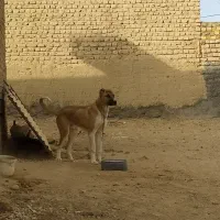 توله خراسانی