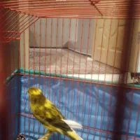 پرنده قناری|پرنده|کبودرآهنگ, |دیوار