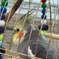 عروس هلندی گشمده در عباس آباد