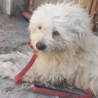 شیتزو تریر ،یکسال و دو ماهه،قد بلند