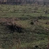 زمین کشاورزی بهر اصلی اتوبان