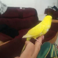 مرغ عشق جفت و تک