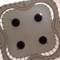 لوستر|لوستر و چراغ آویز|قم, آذر (نکویی)|دیوار