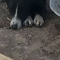 توله سیاه جلوسینه سفید دزدیده شده