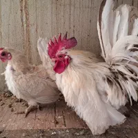 جفت مرغ و خروس جاپنیز رد متلد