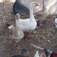 فروش قوغاز کوچیک بزرگ اردک محلی اسراییلی