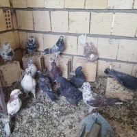 تعدادی کبوتر  تهرانی|پرنده|خمینی‌شهر, |دیوار