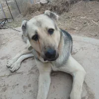 سگ پژدر گم شده