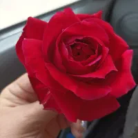 سرویس مهدکودک صبح وبعدازظهر