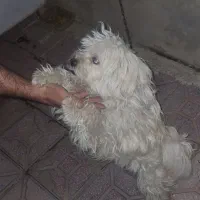 سگ خانگی پا کوتاه|سگ|سلماس, |دیوار