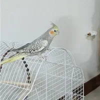 گمشده عروس هلندی