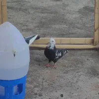 کله ماستی|پرنده|نالوس, |دیوار