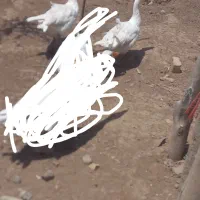 غاز