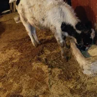 گوساله نر هلشتاین