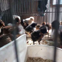 جوجه محلی کاکلی، گردن گلابی|حیوانات مزرعه|لاهیجان, کوی زمانی|دیوار