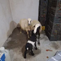 فروش سه عدد بره نر پلواری و دوعد میش بره|حیوانات مزرعه|مشهد مرغاب, |دیوار