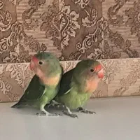 کوتوله برزیلی گمشده