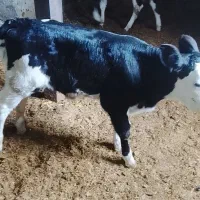 فروش گوساله شیری|حیوانات مزرعه|سیلاخور, |دیوار