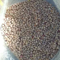 فروش لوبیا چیتی|خوردنی و آشامیدنی|دهگلان, |دیوار