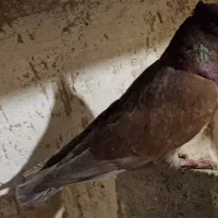 کفتر، جفت زاغ مهر ، سرخ نر ،زاغ آبادانی|پرنده|فشاپویه, |دیوار