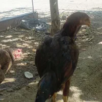 جوجه لاری|حیوانات مزرعه|کرمانشاه, |دیوار