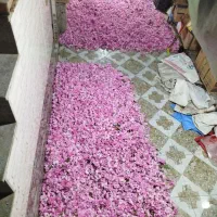 گل محمدی|گل و گیاه طبیعی|مشهد, کوی سیدی|دیوار