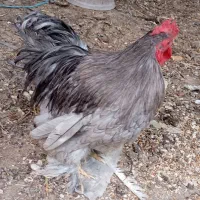 مرغ و خروس کوشین