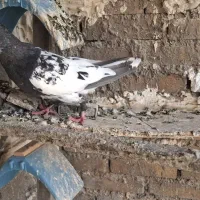 کله سیاه نر|پرنده|اهواز, کوی طلاب|دیوار