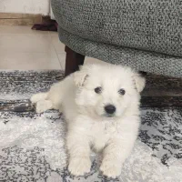 پامرانین کراس