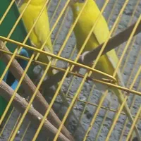 مرغ عشق|پرنده|شادگان, |دیوار