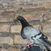 کفتر/کبوتر فروشی اردکان