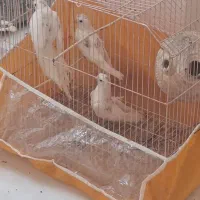 جوجه عروس هلندی