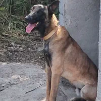 شاه توله نر مالینویز سگ گارد سن یک سال فی 25|سگ|دماوند, دماوند|دیوار