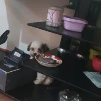 سگ پشمالو خانگی|سگ|نقده, |دیوار