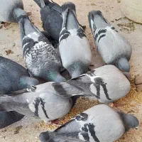 کبوترمسافتی