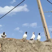 کفتر پرستویی