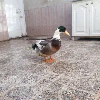 اردک نر بالغ