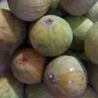 فروش روزانه انجیر یزدی ومربای انجیر کاملا بهداشتی