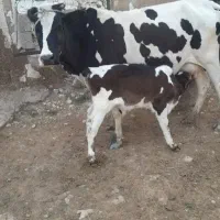 یک‌عدد‌گاو‌وگوساله‌نر