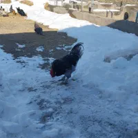 خروس|حیوانات مزرعه|فریمان, |دیوار