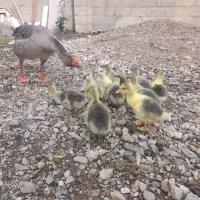 غاز بچه فقط ۳۵۰ تومن|حیوانات مزرعه|فومن, |دیوار