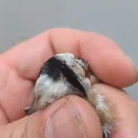 سره نشوندار|پرنده|ری, دولت‌آباد|دیوار