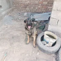 واگذاری سگ ژرمن