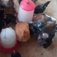 مرغ و خروس چینی تخم گذار