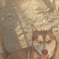 سگ هاسکی|سگ|اصفهان, مرداویج|دیوار