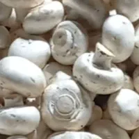 قارچ کارتنی 230 دزفول