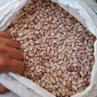 لوبیا چیتی زنجان. کاشت سراب