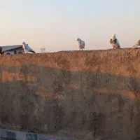 کبوتر|پرنده|قم, شهرک امام حسین|دیوار